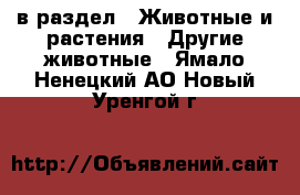  в раздел : Животные и растения » Другие животные . Ямало-Ненецкий АО,Новый Уренгой г.